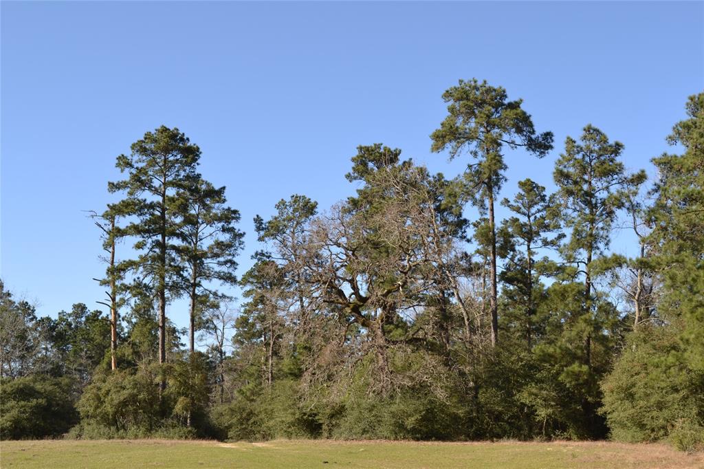 000 Apache, Montgomery, Texas 77316, ,Country Homes/acreage,For Sale,Apache,73052755