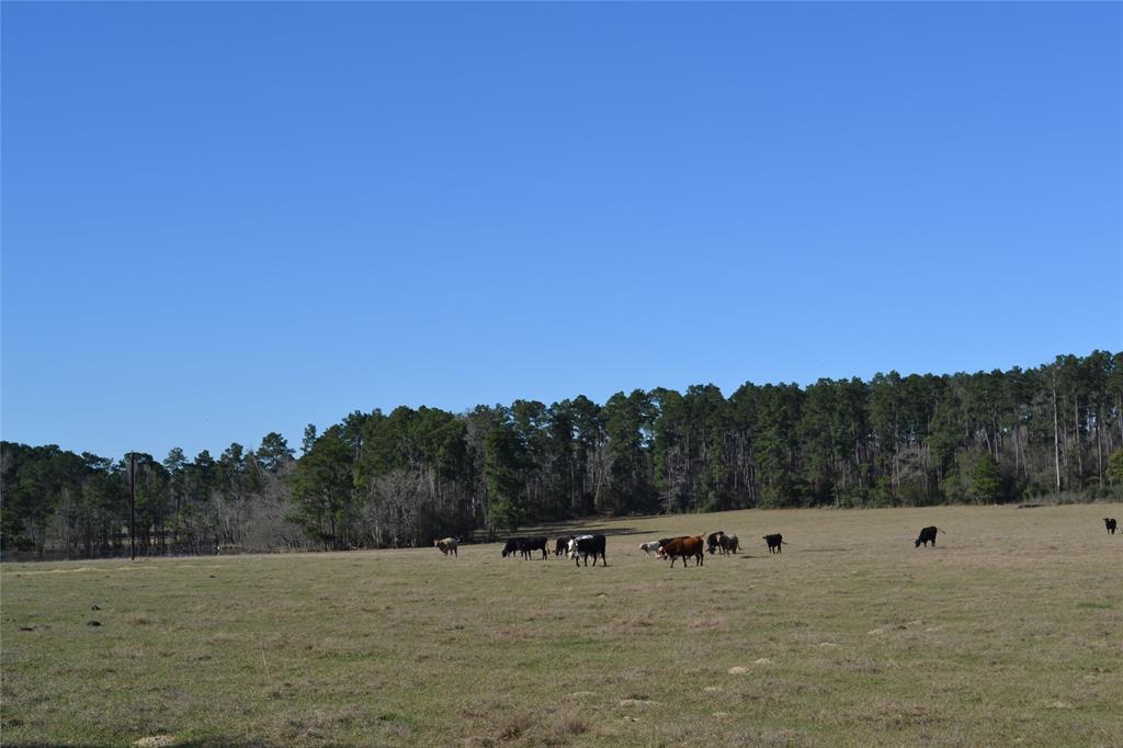 000 Apache, Montgomery, Texas 77316, ,Country Homes/acreage,For Sale,Apache,73052755