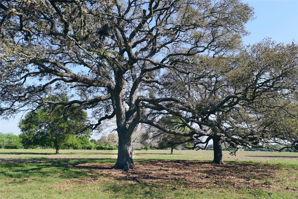 000 Cr 141 Wharton, Texas Absolutely gorgeous! This beautiful property consist of around 12 acres of row crop and 27 acres of fenced pasture with a mix of HUGE live oak and elm trees. The land is surrounded by large cattle properties also filled with huge live oaks. Just minutes from Wharton but out in the country where all you hear are birds chirping! There is a large set of cattle working pens and a water well are located at the from of the property. This property is set up for your cattle, horses, or your dream country home site. This one is definitely worth a look.