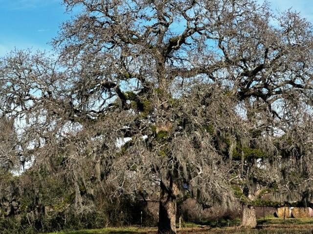 25823 1 Johnson Road, Montgomery, Texas 77356, 4 Bedrooms Bedrooms, 7 Rooms Rooms,2 BathroomsBathrooms,Country Homes/acreage,For Sale,Johnson,84845619