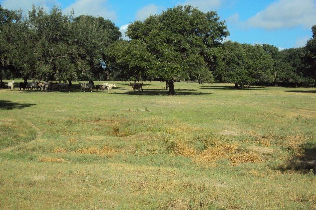 1622 Country Road 122 Hallettsville, Texas This piece of paradise is located between Hallettsville and Splashway and is ready for your new home or your hunting blind! This area is known for white-tailed bucks and abundant wildlife. It is fenced, cross-fenced, and has plenty of beautiful mature trees and open areas for cattle. A hay barn and cattle pens are ready for your herd! The cute 2 bedoom/1 bath farmhouse with a wood heater and the large porch is perfect for watching the wildlife awaken as the sun provides it's evening beauty. The farmhouse is located close to the gated entrance leaving plenty of space close to the pond to build your dream home! *an additional adjoining track is available if interested in additional acreage.