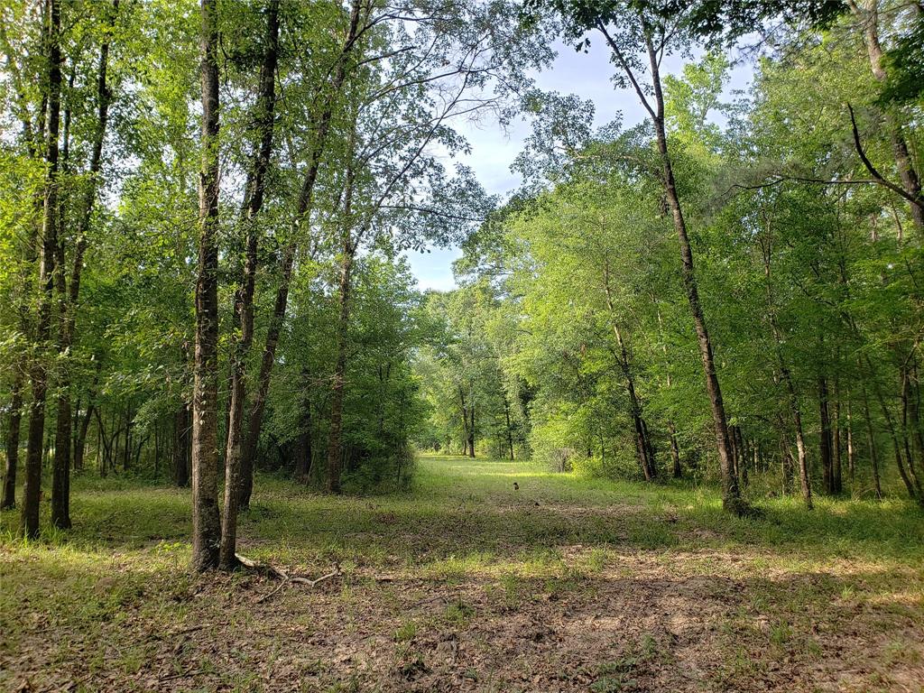 1100 Ellisor Road New Waverly, Texas Pictures don't say ENOUGH about this BEAUTIFULLY WOODED PRIVATE OASIS!! Hunting, Fishing, Nature Walks, 4 Wheeling, Camping, Bird Watching... And SO MUCH MORE can be had beyond the gates of this AMAZING Acreage!
The property features driving trails for navigating around THIS BEAUTIFUL Wooded 50 plus acres! One of the trails, leads you right up to your PRIVATE piece of the bayou for limitless fishing!!! Just beyond that... You'll find a freshwater spring, for those youngsters brave enough to stand the cold water!
There are over 3 IDEAL locations, already cleared and ready to receive your NEW Country Home, Family Resort, Barndominium, or Vacation Estate. With ANY of those options... There's STILL AMPLE ROOM for cattle, horses, a shooting range, and EVERY outdoor ADVENTURE you can IMAGINE.
Close to Houston and just a 1/2 hour outside of The Woodlands... It's time to get back to NATURE!!! WELCOME HOME to 1100 Ellistor Rd!