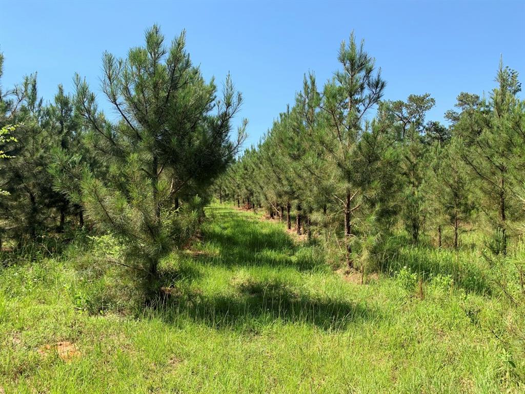 CR 391 Palestine, Texas This property is uniquely located on Anderson County Road 391 just 6.3 miles from Palestine off of Hwy 84 East to Rusk in the Slocum ISD. There is a pond on the property. A wet weather creek flows through the back of the property that helps hold some really big bucks! This property is partially fenced. This is a recreational property with lots of future timber money. There tons of deer and hog sign on the property. There are several nice home sites on the property that will provide a beautiful view overlooking the property. Give me a call, you will not be disappointed.