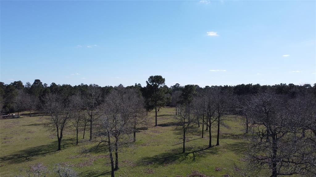 ±32 Acres Grand Pines Road, Magnolia, Texas 77355, ,Country Homes/acreage,For Sale,Grand Pines,19056997