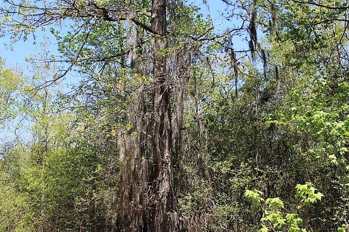 TBD CR 136 Centerville, Texas 14.33 Acres Land is 100% wooded, rectangle is shape, large towering hardwood timber with easy access from CR 136. This property is completely unrestricted and would make for a great weekend get away. If you are looking for a blank canvas to create your very own hunting/recreation paradise you have found it. Electricity is onsite.