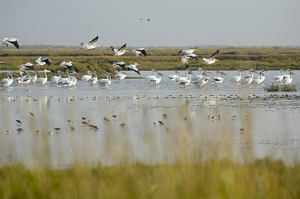 Lot 14 Blk 2 Bay Club Drive, Seadrift, Texas 77983, ,Lots,For Sale,Bay Club,57887947