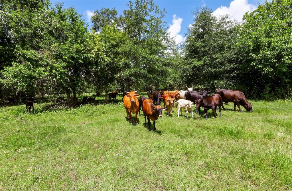2960 North Mt Mariah Rd Road, Montgomery, Texas 77356, ,Country Homes/acreage,For Sale,North Mt Mariah Rd,61085400