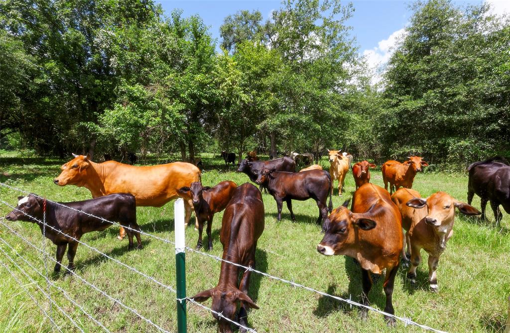 2960 North Mt Mariah Rd Road, Montgomery, Texas 77356, ,Country Homes/acreage,For Sale,North Mt Mariah Rd,61085400