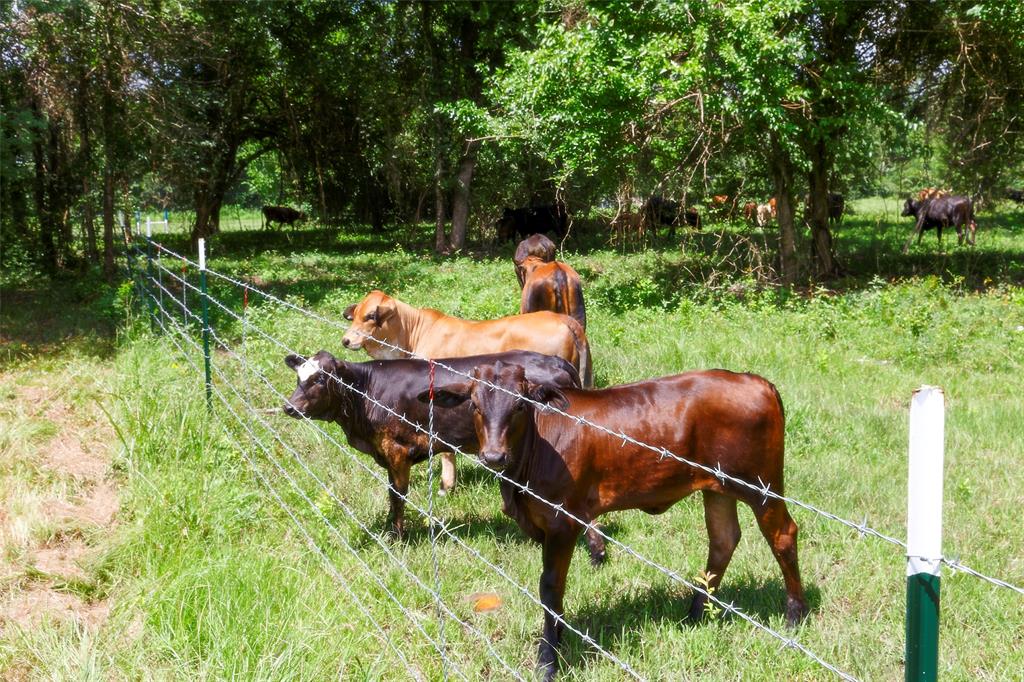 2960 North Mt Mariah Rd Road, Montgomery, Texas 77356, ,Country Homes/acreage,For Sale,North Mt Mariah Rd,61085400