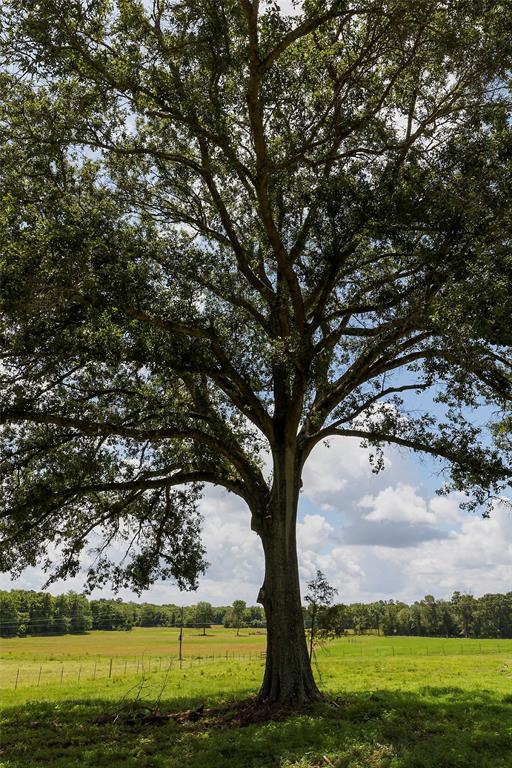 2960 North Mt Mariah Rd Road, Montgomery, Texas 77356, ,Country Homes/acreage,For Sale,North Mt Mariah Rd,61085400