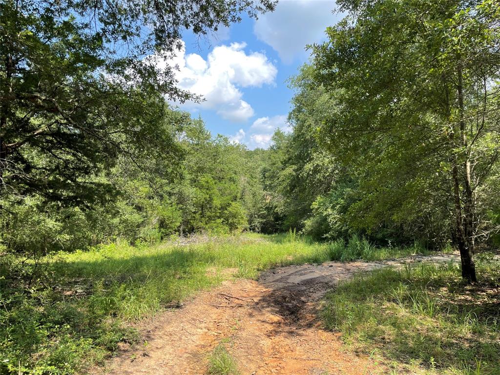 21AC HWY 164, Buffalo, TX 75831