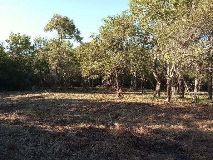 605 County Road 282 Sargent, Texas 11.35 Acres two acres cleared. Property is fenced has electric. You have your privacy. Buyer will need septic and well. Great for hunting, yet still close to the ICW and Caney Creek for fishing, or beach for shell hunting. Old trailer has been removed.