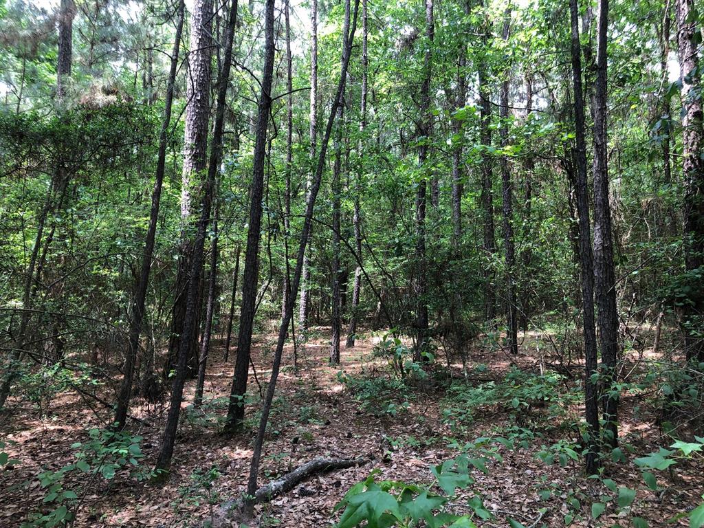 0 LAKE MOUNT PLEASANT Road, Montgomery, Texas 77356, ,Lots,For Sale,LAKE MOUNT PLEASANT,56220912