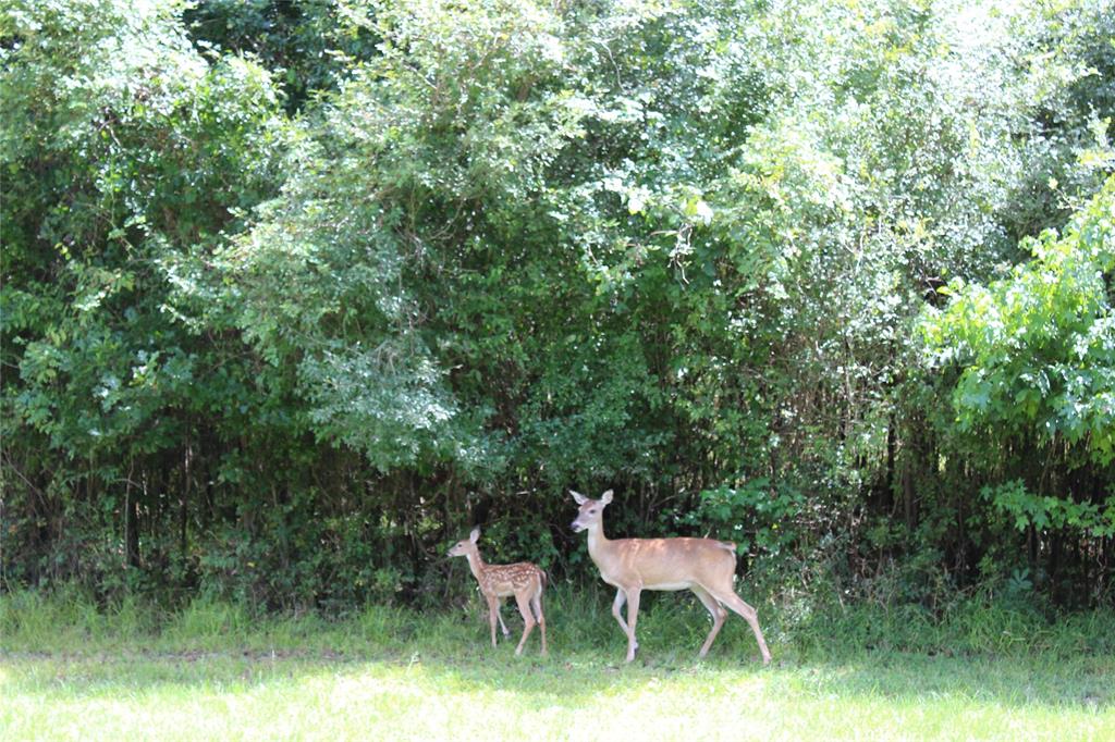 Lot 164 Ferguson Drive