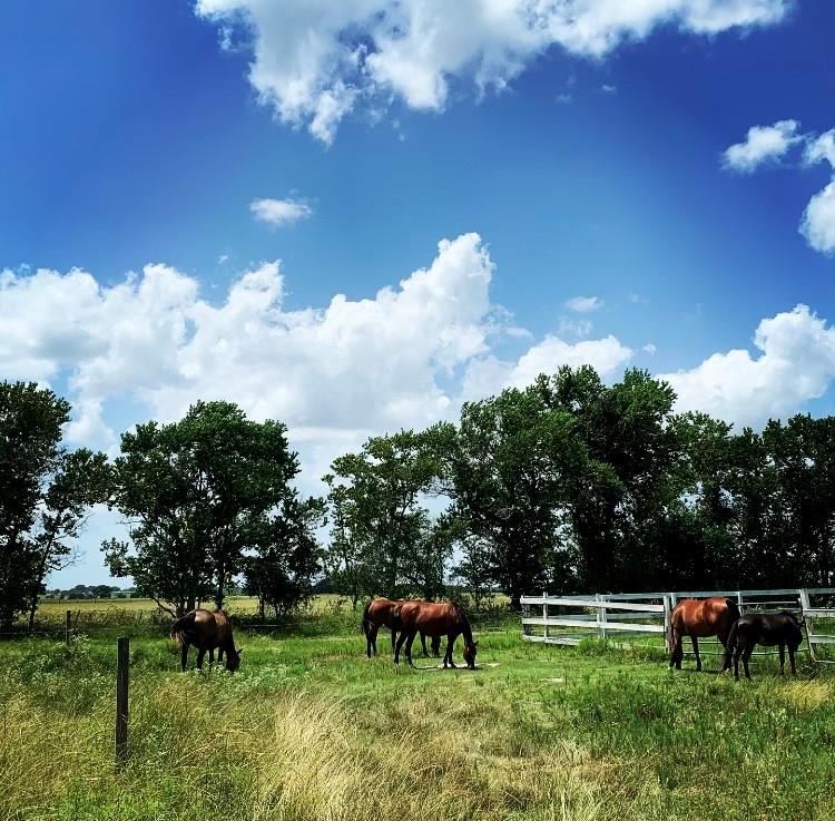 Brazoria County Land & Ranches for Sale t2 Ranches