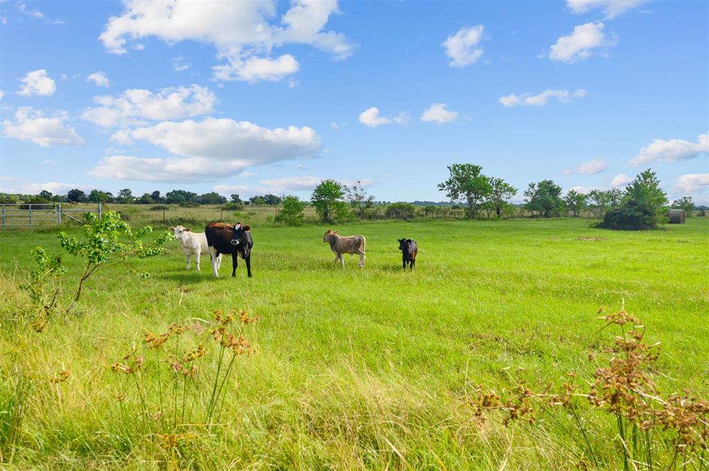 16610 1 Warren Ranch Road, Hockley, Texas 77447, 3 Bedrooms Bedrooms, 5 Rooms Rooms,2 BathroomsBathrooms,Country Homes/acreage,For Sale,Warren Ranch,87100234