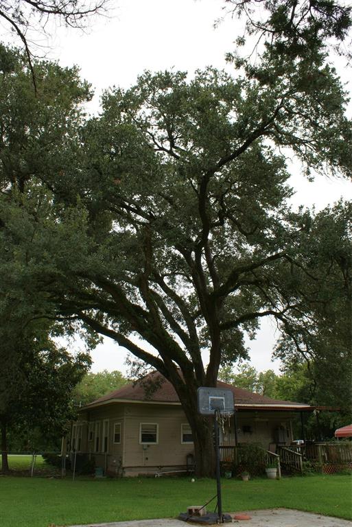 119 1 Caroline Street, Spring, Texas 77373, 3 Bedrooms Bedrooms, 3 Rooms Rooms,1 BathroomBathrooms,Single-family,For Sale,Caroline,71824039