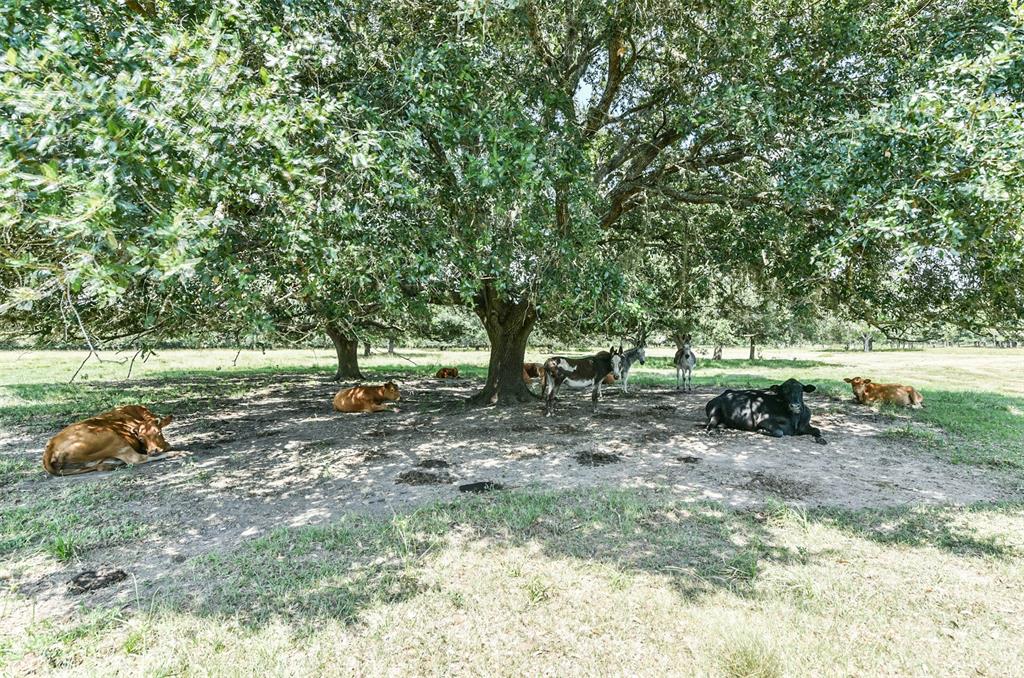 7307 1 County Road 384, Damon, Texas 77430, 2 Bedrooms Bedrooms, 5 Rooms Rooms,1 BathroomBathrooms,Country Homes/acreage,For Sale,County Road 384,26191916