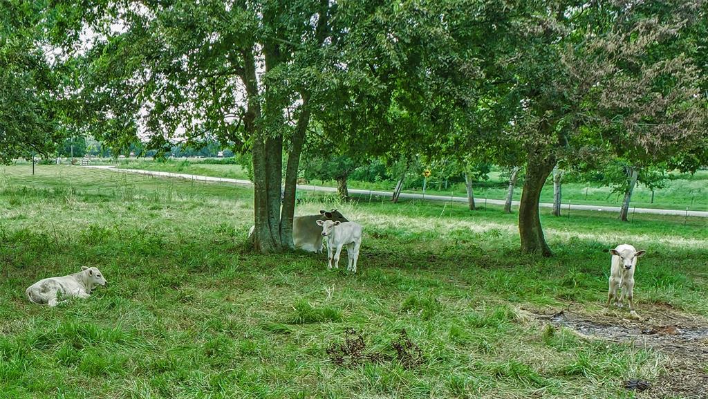 00 Nails Road, Simonton, Texas 77476, ,Country Homes/acreage,For Sale,Nails,63827680