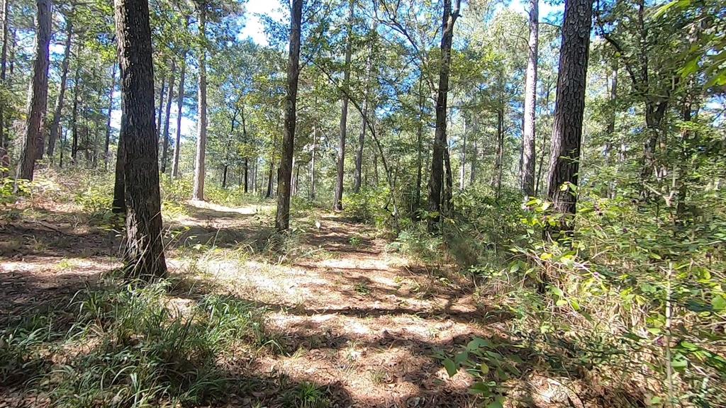 0 1 NF 209, Richards, Texas 77873, ,1 BathroomBathrooms,Country Homes/acreage,For Sale,NF 209,82460596
