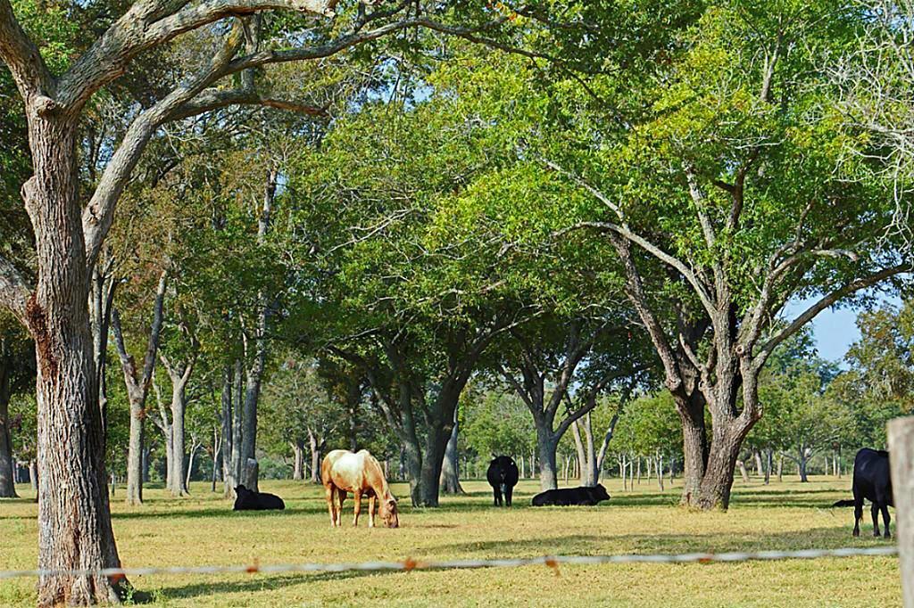 0 Brundrett Road, Simonton, Texas 77476, ,Country Homes/acreage,For Sale,Brundrett,24832826