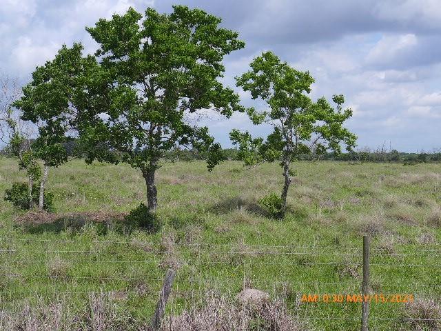 TBD2 Kemp Road, Needville, Texas 77461, ,Country Homes/acreage,For Sale,Kemp,53510270