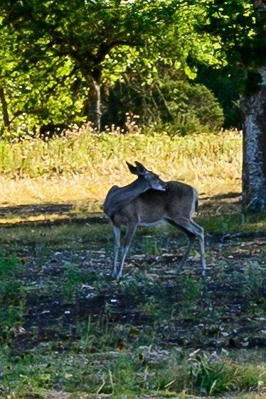 Plenty of wild life.