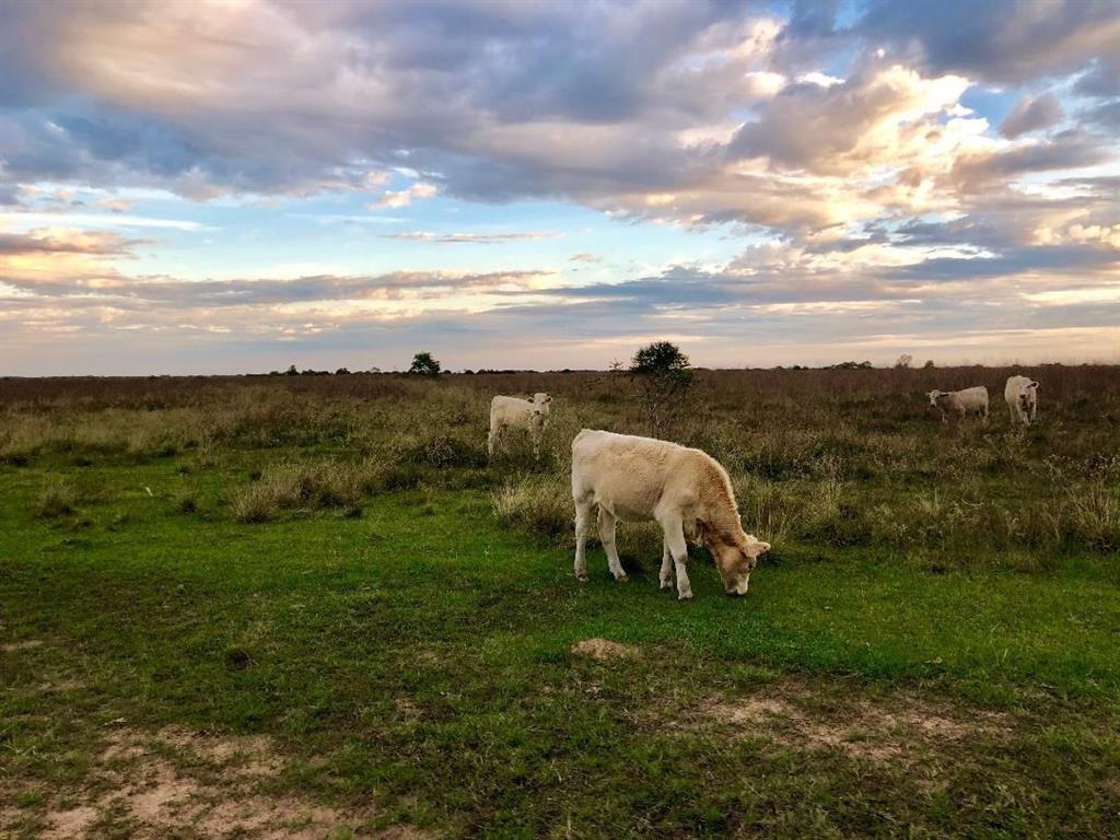 AMAZING LOCATION!This multi-use property has 3000+ feet on FM 1093 and is approximately 25 minutes from Fulshear, 40 minutes from Katy, 30 minutes from Rosenberg. Perfect for Subdivision or Ranchettes, Commercial or Personal Ranch! Sandy Soil, Wildlife, Dove, Ducks, Geese, Hogs, currently leased by hunter. Wide open pasture property that can be used commercial or residential. Some fencing, native grasses, mostly flat.
