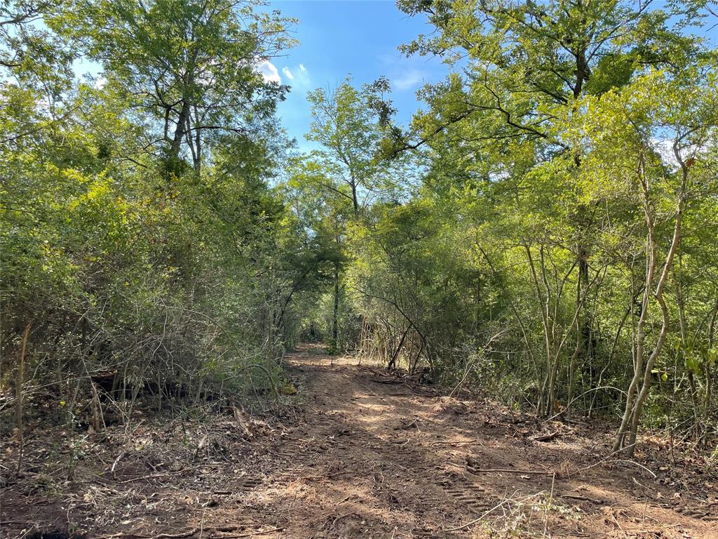 TBD Lot  27 10ac+- Timbercrest Ranch  , Jewett, Texas image 22