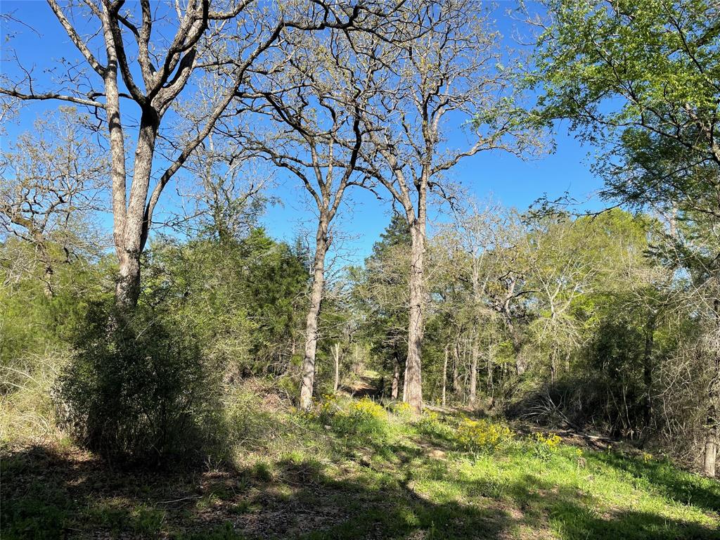 TBD Lot  27 10ac+- Timbercrest Ranch  , Jewett, Texas image 26