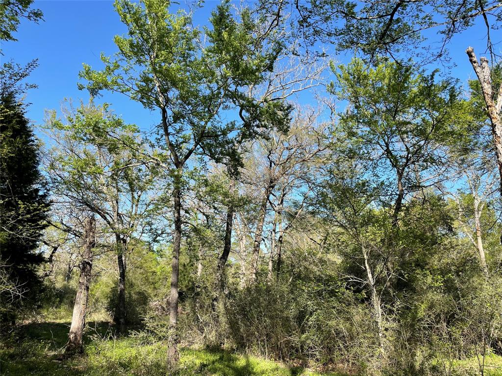 TBD Lot  27 10ac+- Timbercrest Ranch  , Jewett, Texas image 27