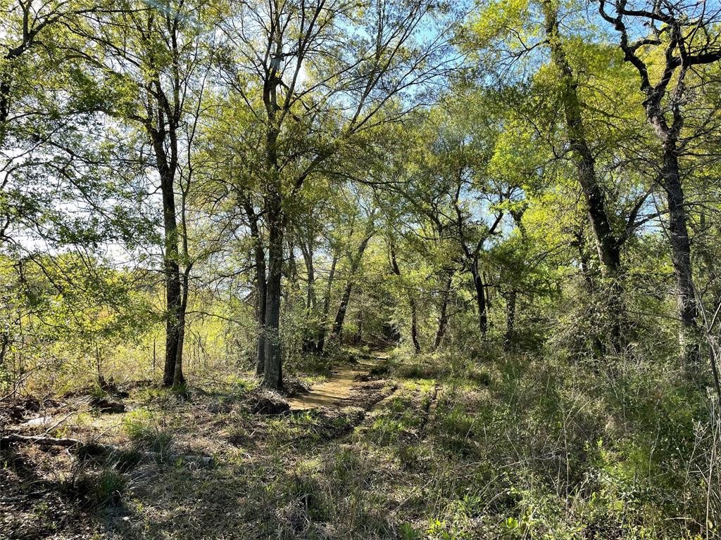 TBD Lot  27 10ac+- Timbercrest Ranch  , Jewett, Texas image 29