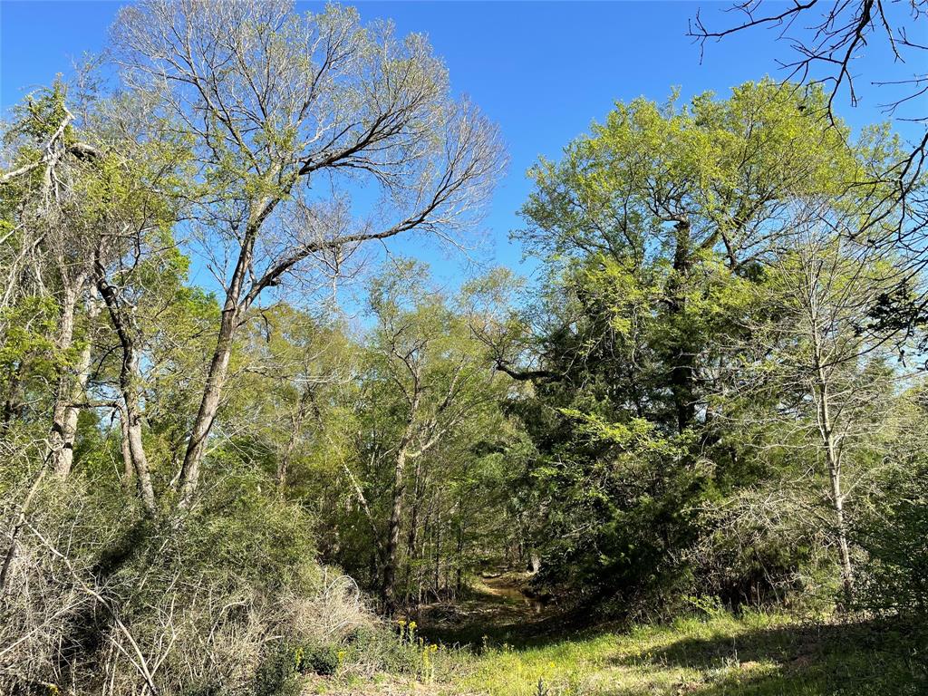 TBD Lot  27 10ac+- Timbercrest Ranch  , Jewett, Texas image 30