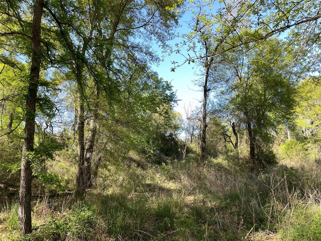 TBD Lot  27 10ac+- Timbercrest Ranch  , Jewett, Texas image 33