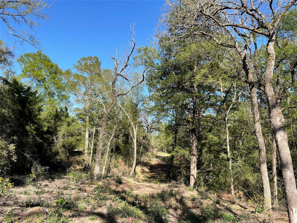 TBD Lot  27 10ac+- Timbercrest Ranch  , Jewett, Texas image 35