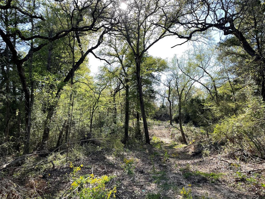 TBD Lot  27 10ac+- Timbercrest Ranch  , Jewett, Texas image 37