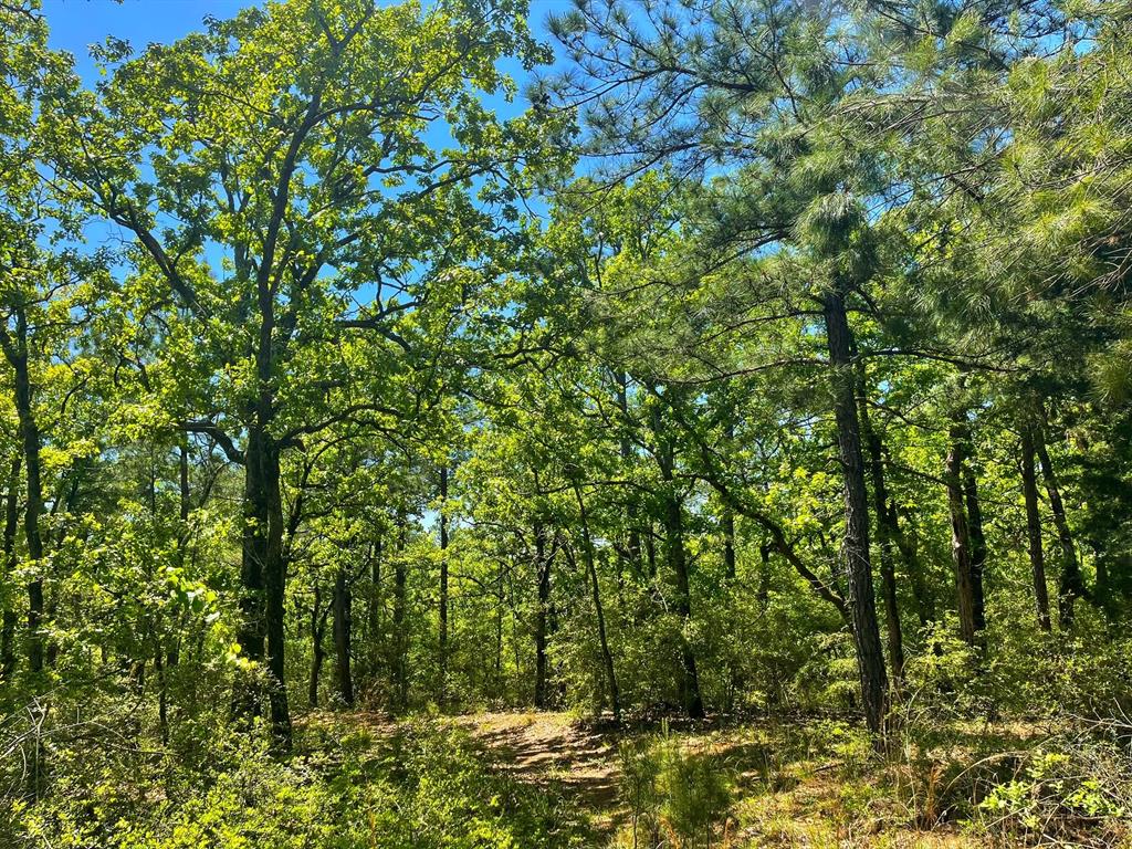 25.8 acres on CR 289.  Beautiful wooded tract of land with rolling hills.  Land is a mix of hardwood trees and pine trees with elevation changes of over 100 feet!  Electric meter on property.  Land is mostly fenced with long county road frontage.