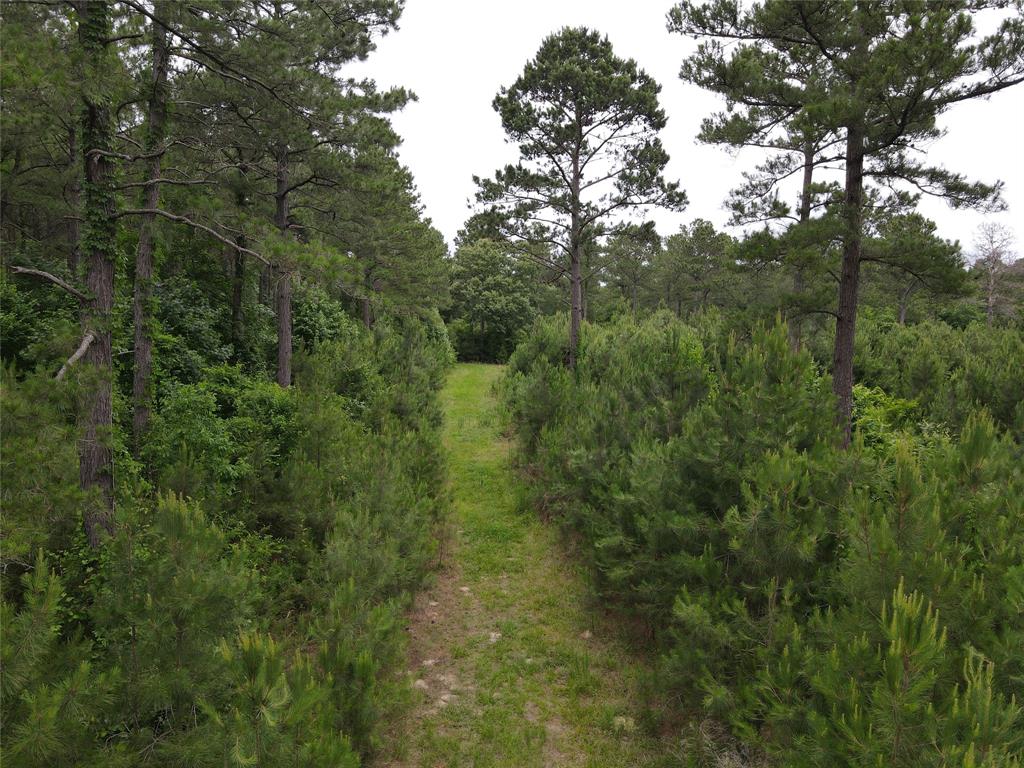 TBD ACR 353 Neches, Texas PRETTY TIMBER TRACT!
Come see this 99.121-acre tract of land located in Anderson County, TX. This lush, mature tree farm near Palestine, TX is situated between Highway 79 and the Neches River. Whether you are looking for investment property, home place, or a recreational hunting tract, look no further! This tract is in a prime location with good road frontage on the paved ACR 353 and PR 7352. This property has trails cut throughout for hunting purposes. Come see this tract today so you can begin hunting or hunting, soon! For a private showing, give us a call.