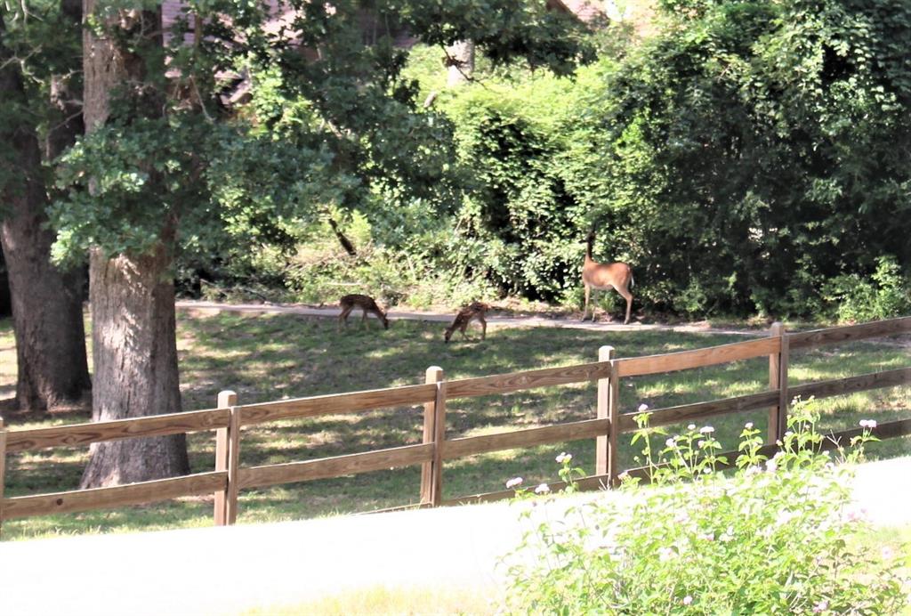 Deer just inside the public park area.
