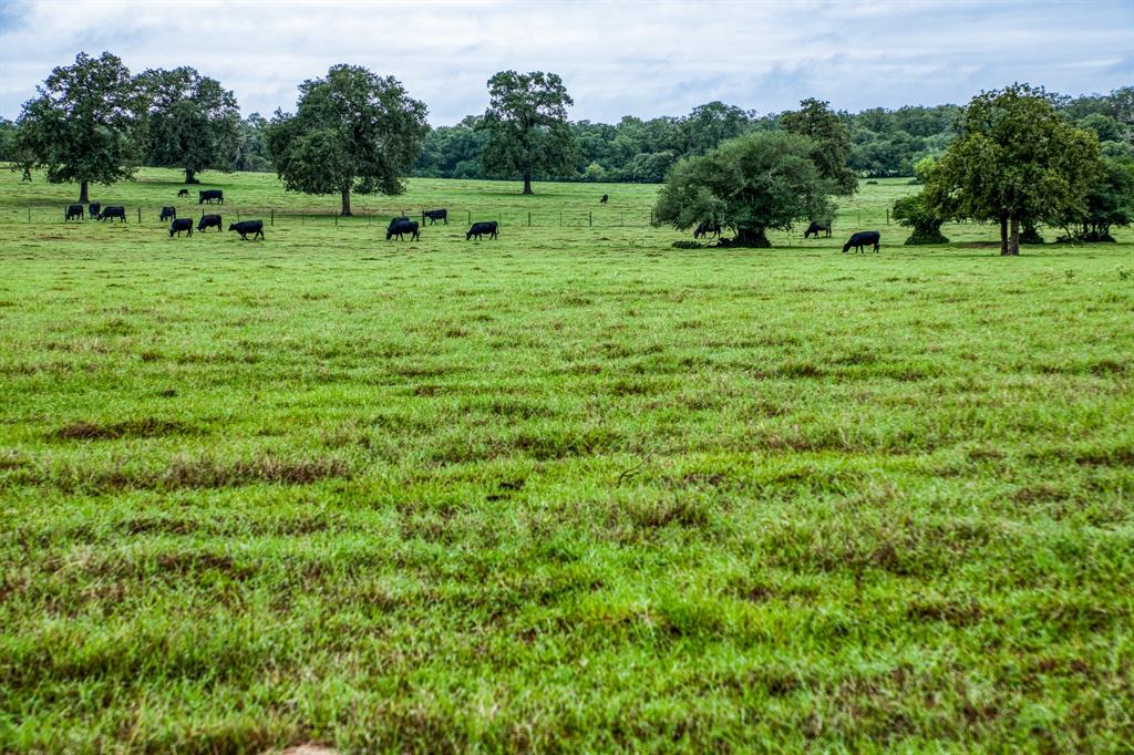 92 acres of gorgeous, gently rolling, improved pasture near Old Dime Box situated off of 2 paved county roads. Land features 3 ponds, updated barbed wire & cedar post perimeter fencing, cross-fencing allowing for 2 grazing pastures, 22-acre hay meadow and 2 smaller turn-out areas, currently used for horses. 3,048 sq.ft. Single-story Home on slab, Stone & Hardy Exterior along the front porch w/ metal siding on 3 sides, metal roof and 2-car attached carport. 3 spacious Bedrooms, 2 Baths, Open Concept w/ separate dining room, study, trophy room/media room. Living area offers 10' ceilings, hardwood floors, recessed lighting, surround sound, ethernet wiring throughout. Spacious kitchen w/ large, eat-in island, granite counter-tops, Knotty Alder wood cabinets, stainless steel appliances, gas stove & walk-in pantry! Primary bath features walk-in shower & jacuzzi tub. 30x48 Metal Shop on slab w/ a 16x30 enclosed room. Add'l 40x22 slab w/ plumbing along w/ a 300-gallon & 1,000-gal septic tanks.