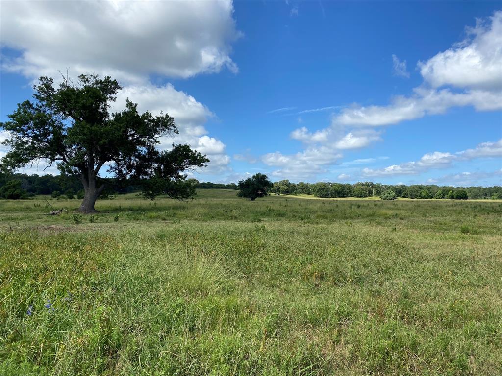 98.88 +/- Acres W Side Of I-45  , Centerville, Texas image 37
