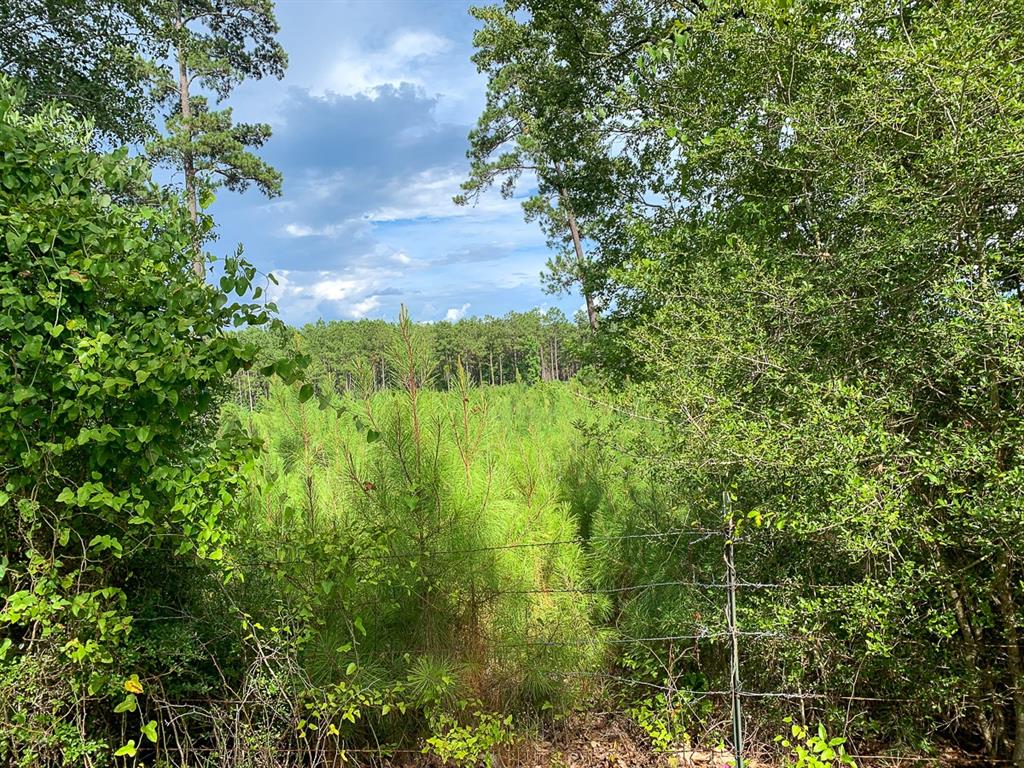 Located just south of Corrigan with frontage on the east side of Highway 59. Good size and location for many different uses. Traditionally used as pasture land, but now seeded in with young pine. The pine is still small enough to mow and revert to pasture or could be left to become timber stand. Small pond on the back. No restrictions. Current owners have a permit from highway department to construct an entrance to the property on Highway 59. Buyer will need to verify that permitted entrance is sufficient for their purposes and buyer will need to construct entrance.