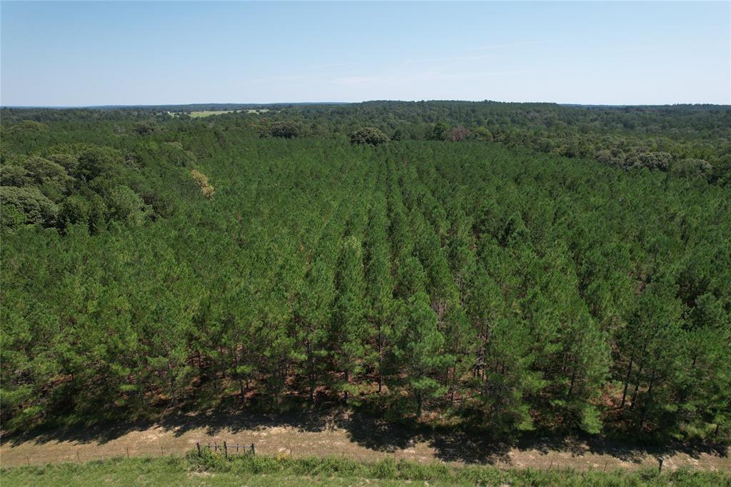 HUNTER’S PARADISE LOCATED ON A 30-ACRE TREE FARM READY TO BE HARVESTED! 
 
This 30.492-acre property is situated in Grapeland, TX and makes for the perfect recreational and investment property. This tree farm has 19-year old Long Leaf Pine, 12-year old Loblolly Pine, Short Leaf Pine, and natural hardwoods. There is a two-bedroom, one bath home complete with a living area, full size eat-in kitchen, and spacious bedrooms. The owner reports an abundance of wildlife from whitetail deer, hogs, bobcats, and foxes.  If you’re looking for a secluded, weekend retreat, this is the one for you! Call today to schedule a private tour.