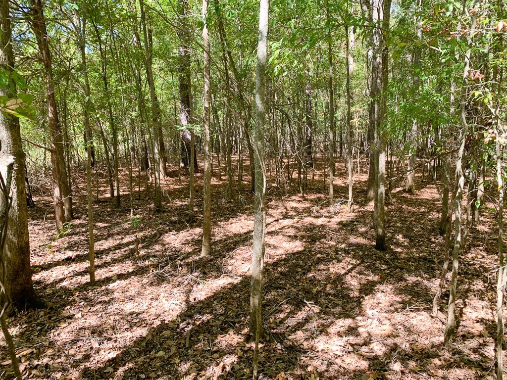 T-2: Located about eight miles northwest of the historic town of Nacogdoches, TX in the Central Heights School District, this land offers many possibilities. Suitable for all types of agricultural uses, weekend getaway, or maybe even a homesite. Timber has recently been thinned and could be cleared or continue as a timber investment. Has not been hunted by owner or leased to hunt in twelve years. Good deer population. Water well will be required and electricity service will need to be extended. Availability of utilities will need to be confirmed by buyer.
