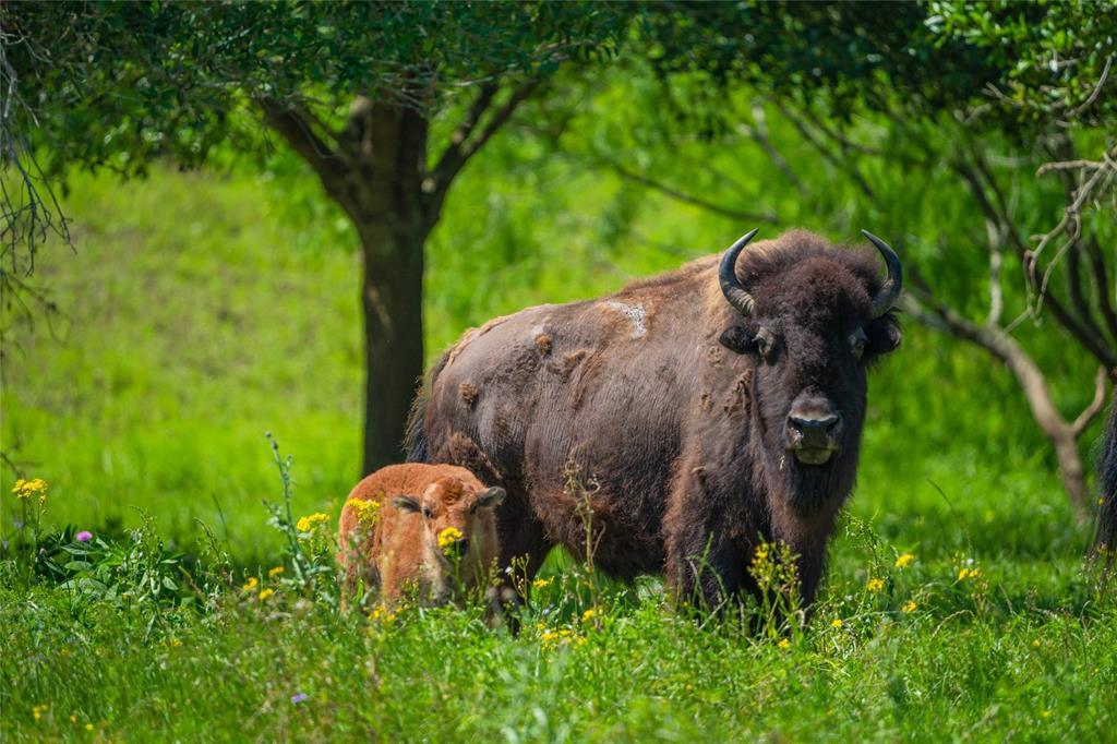 With its high fencing, the ranch  maintains a great hunting area which includes multiple exotics such as black buck, oryx, addax, buffalo, red lechwe, waterbucks and  Pere Davids.