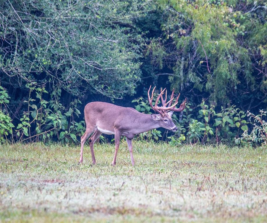 Example of white tail genetics.