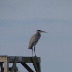 Mr Heron and many, many other birds are native to our area and provide many photo ops!