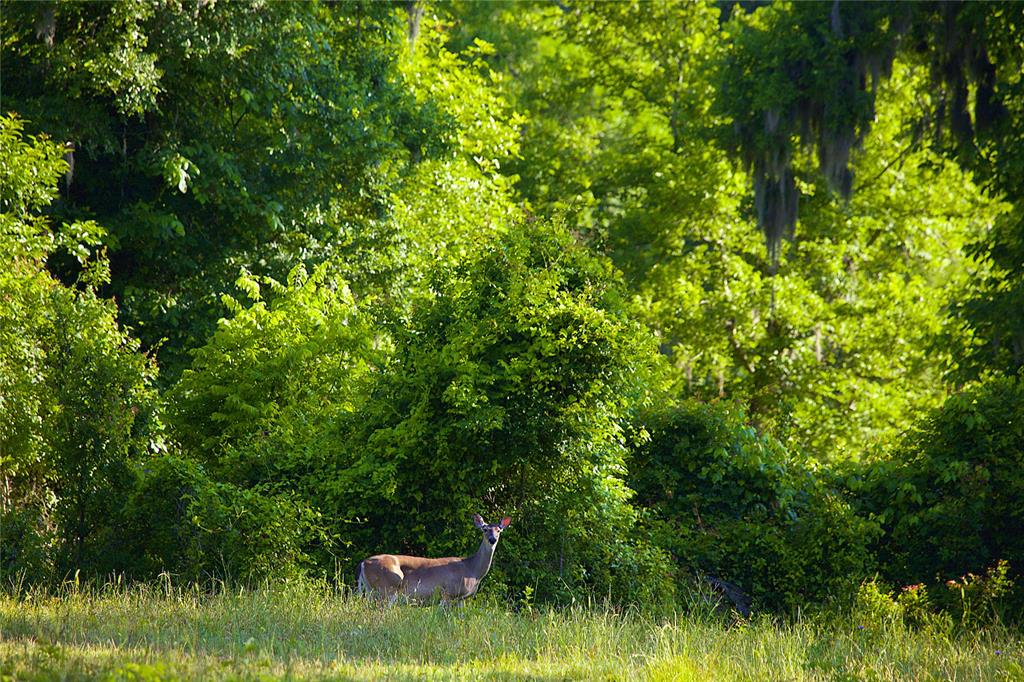 Among an abundance of wildlife that habitat the land, a deer wanders out of the forest and looks towards the open meadow.
