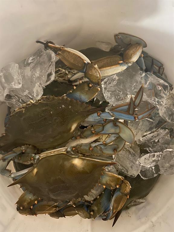 Plenty of crabs in the creek and gulf!
