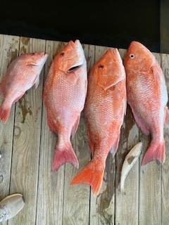 leaving straight from your boathouse, you can get red snapper just like these in the Gulf!